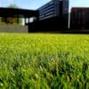 green grass field